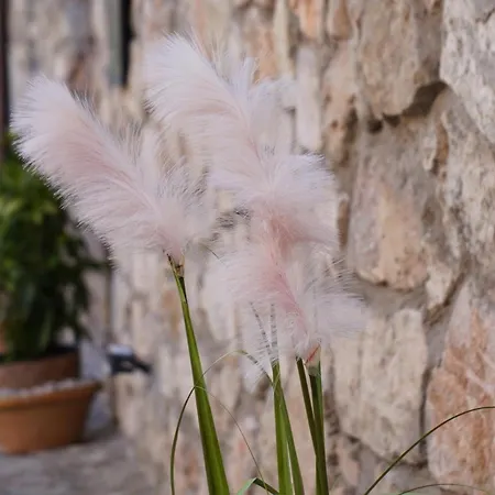Retajas Medinaceli